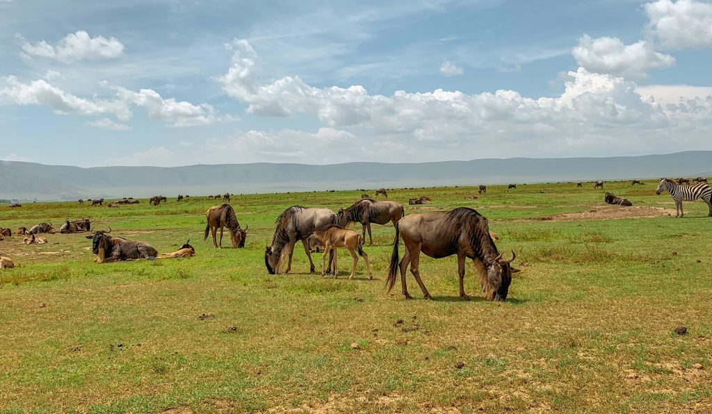 Wildebeest Calving Season