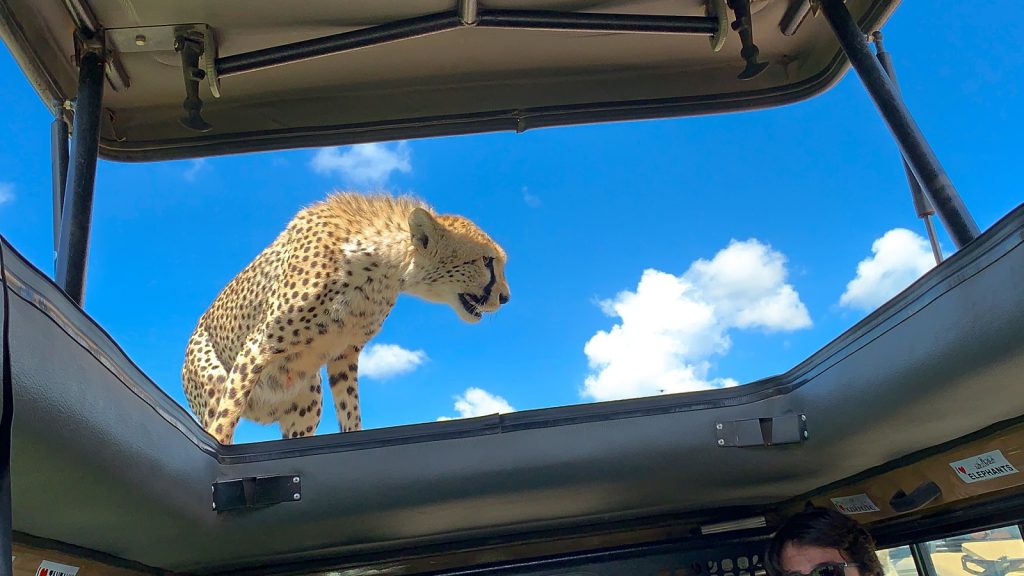 Tanzania Wildlife and Adventure