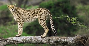 Serengeti National Park,Tanzania Northern Circuit