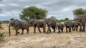 Tarangire National Park