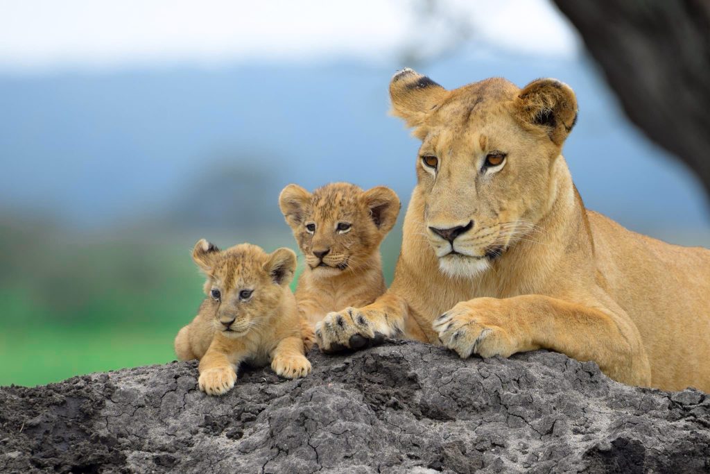 Tanzania & Zanzibar Beach Experience