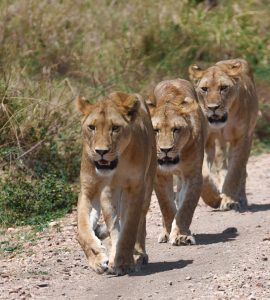 Blog First-Time Safari