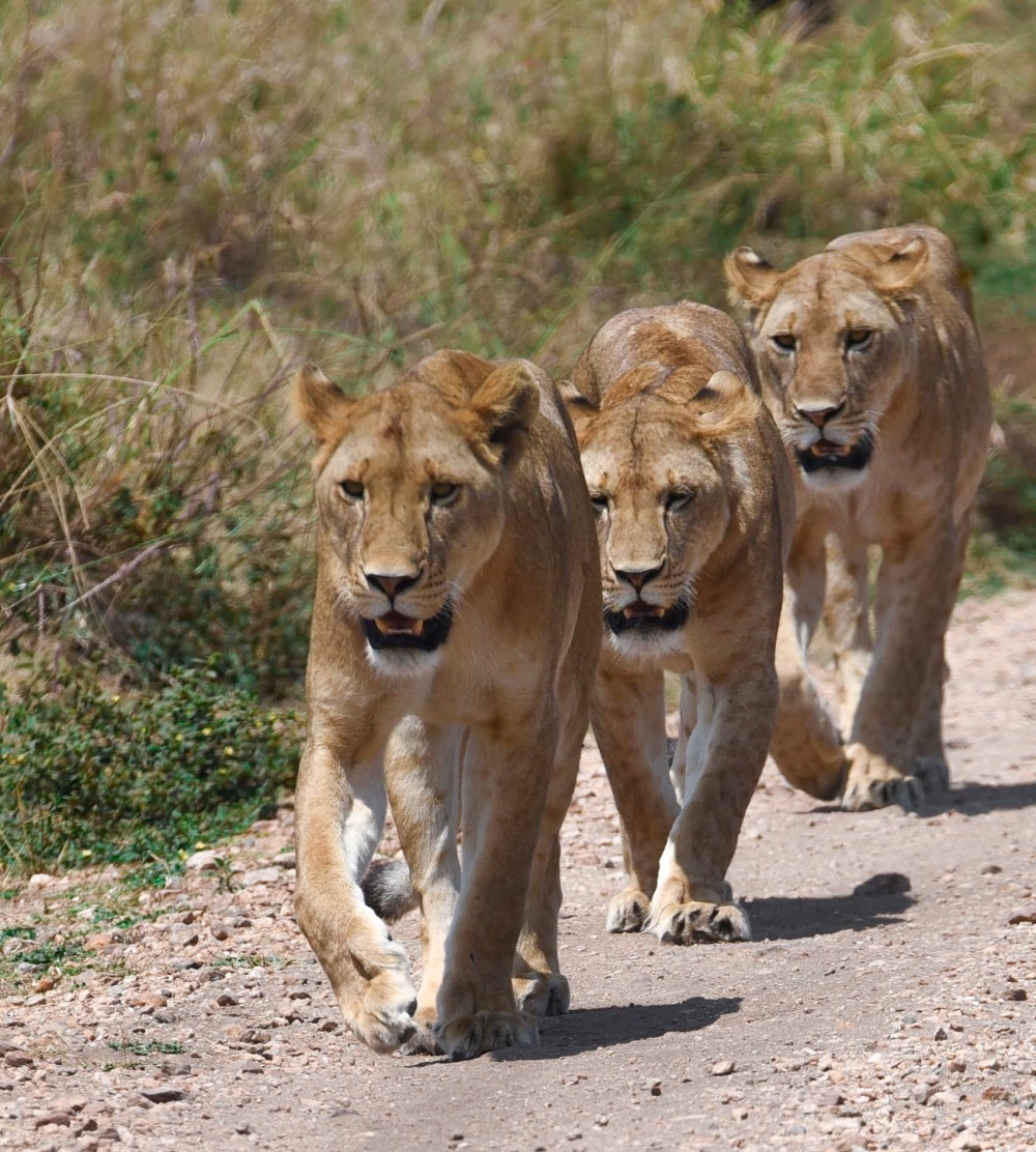 First-Time Safari in Africa: Complete Travel Guide & Tips