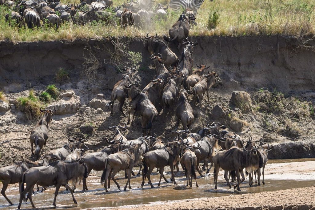 Wildebeest Crossing Safari