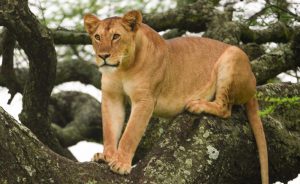 Lake Manyara National Park