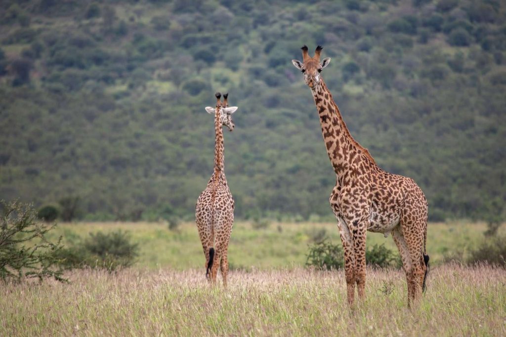 Tanzania Safari Tours