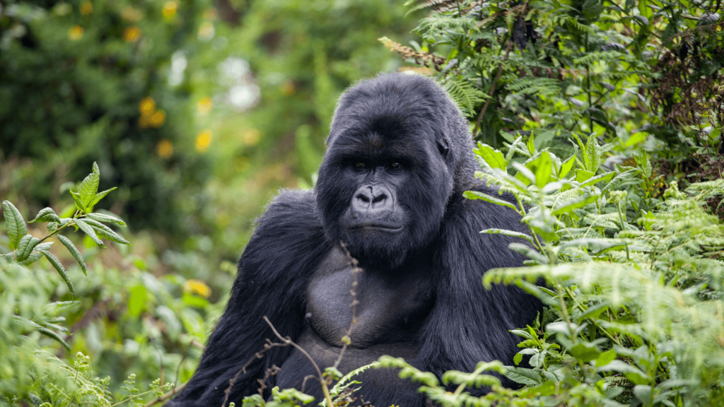 voyage through the best destinations in the country and enjoy the ultimate wildlife experience, you’ll track Gorillas in the mist and