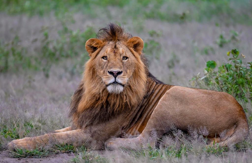 Luxury Tanzania Safaris,Habitat Adventures Travel