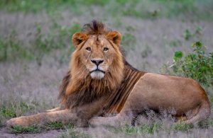 Luxury Tanzania Safaris,Habitat Adventures Travel