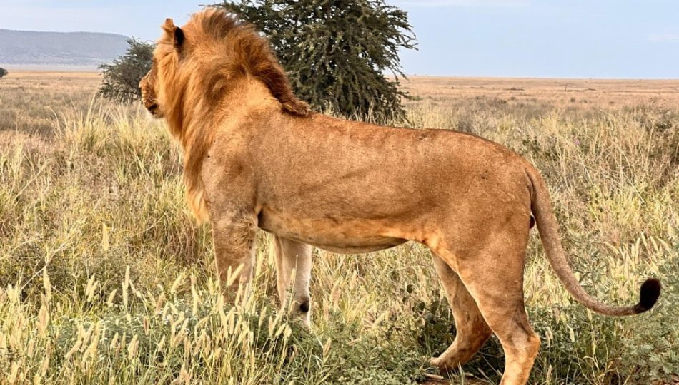 How Many Days Should a Safari Last