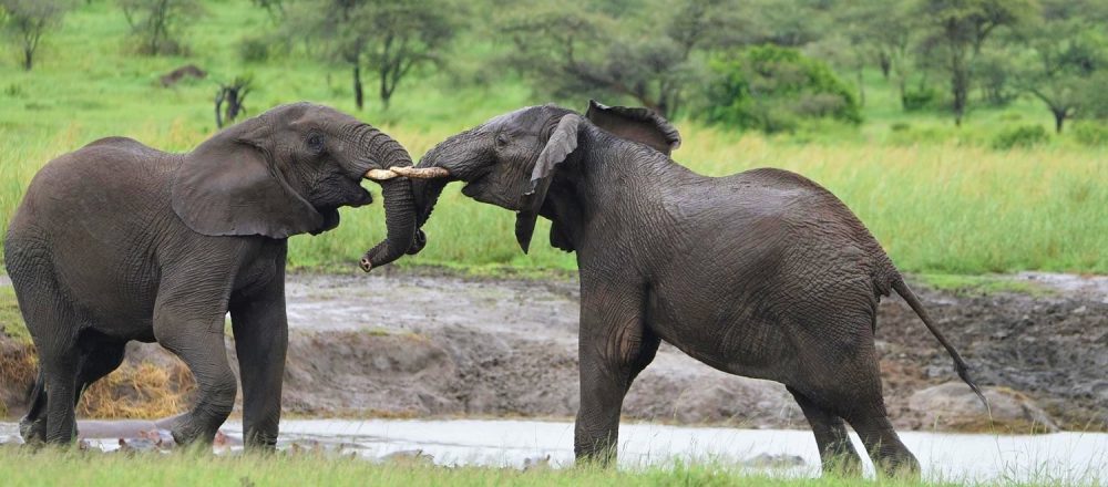 Tarangire,Tanzania Safari Tours