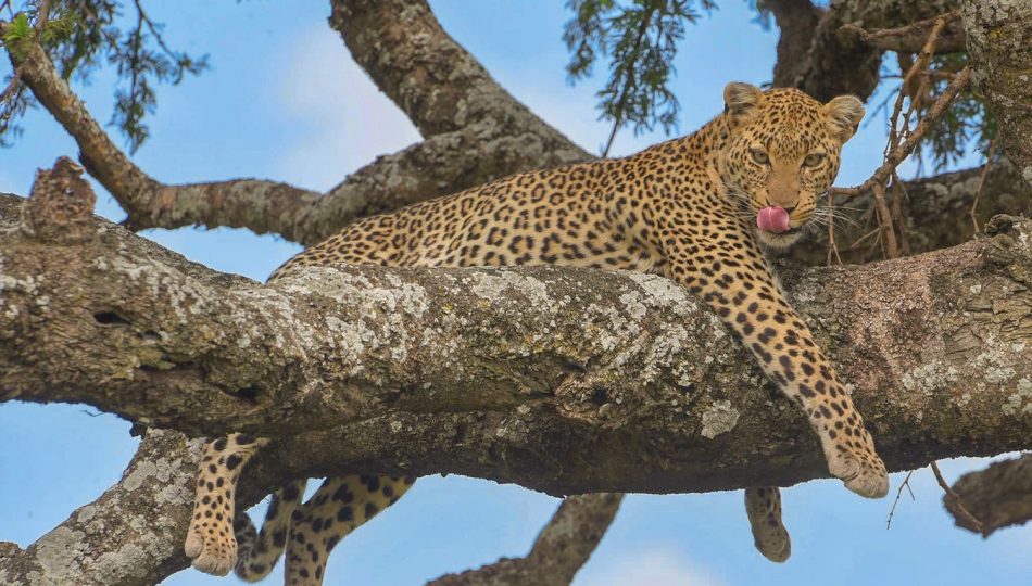 Nyerere National Park,First-Time Safari