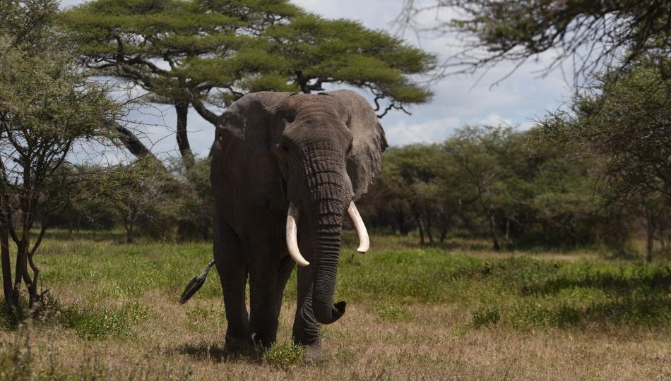 Rwanda Wildlife and Gorilla experience