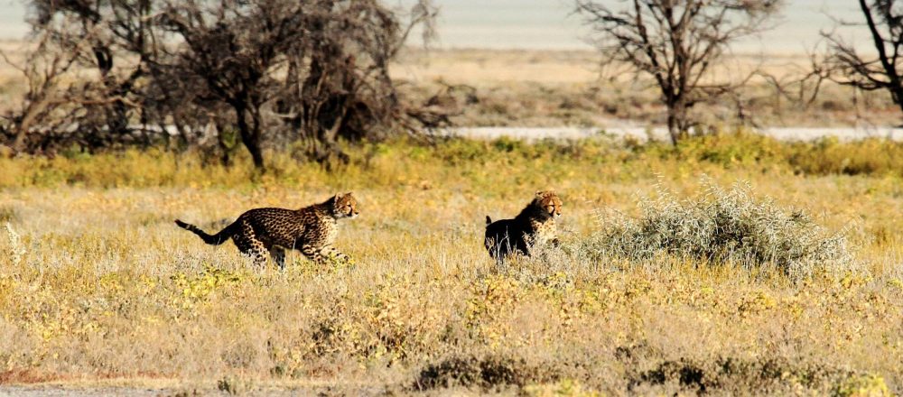 The Untold Rhythm of Africa