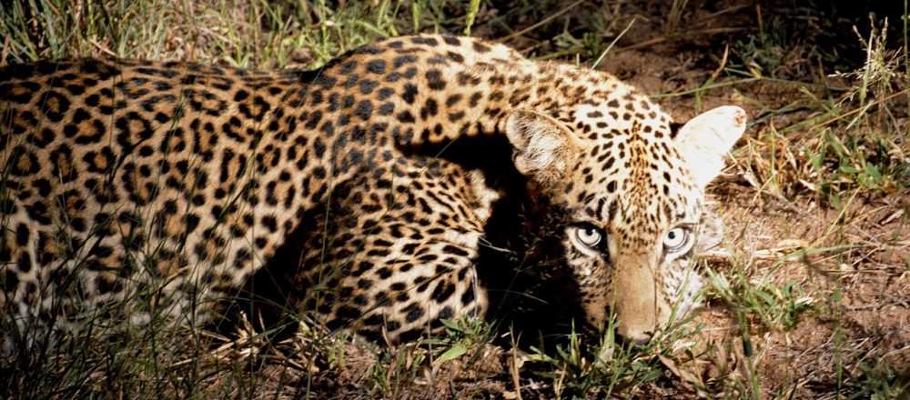 Whispers of the Wild