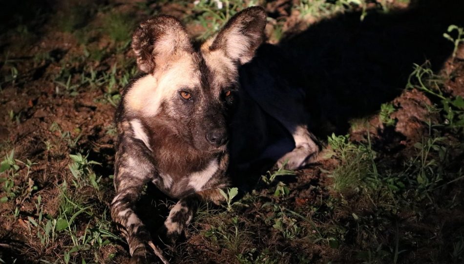 The Untold Rhythm of Africa